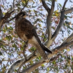 Falco berigora at Bredbo, NSW - 31 Oct 2023