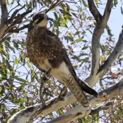 Falco berigora at Bredbo, NSW - 31 Oct 2023