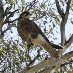 Falco berigora at Bredbo, NSW - 31 Oct 2023