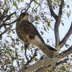 Falco berigora at Bredbo, NSW - 31 Oct 2023