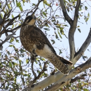 Falco berigora at Bredbo, NSW - 31 Oct 2023 01:28 PM