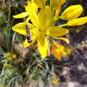 Melangyna viridiceps at Watson, ACT - 1 Nov 2023 11:26 AM