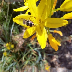 Melangyna viridiceps at Watson, ACT - 1 Nov 2023 11:26 AM