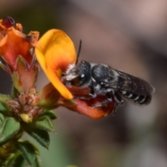 Megachile sp. (several subgenera) (Resin Bees) at Jerrabomberra, NSW - 1 Nov 2023 by DianneClarke