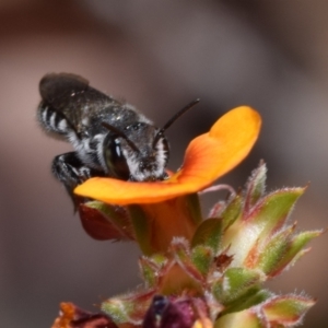 Megachile sp. (several subgenera) at Jerrabomberra, NSW - 1 Nov 2023 12:03 PM