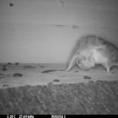 Antechinus flavipes (Yellow-footed Antechinus) at Rugosa - 1 Nov 2023 by SenexRugosus