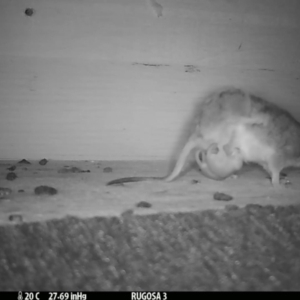 Antechinus flavipes at Yass River, NSW - 1 Nov 2023