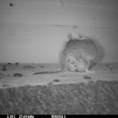 Antechinus flavipes at Yass River, NSW - 1 Nov 2023