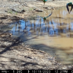 Psephotus haematonotus (Red-rumped Parrot) at Suttons Dam - 19 Oct 2023 by KL