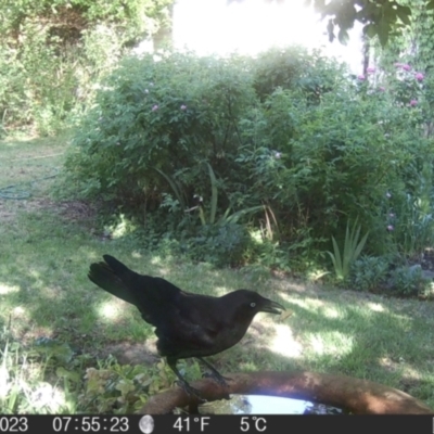 Corvus mellori (Little Raven) at Braidwood, NSW - 1 Nov 2023 by MatthewFrawley