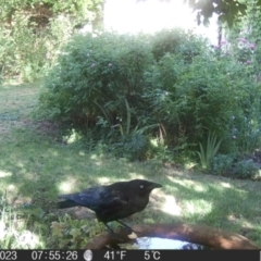 Corvus mellori at Braidwood, NSW - 1 Nov 2023 07:55 AM