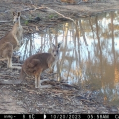 Macropus giganteus (Eastern Grey Kangaroo) at Fentons Creek, VIC - 20 Oct 2023 by KL