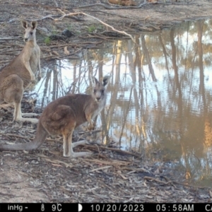 Macropus giganteus at Fentons Creek, VIC - suppressed