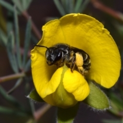 Lipotriches sp. (genus) (Halictid bee) at QPRC LGA - 1 Nov 2023 by DianneClarke