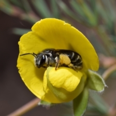 Lipotriches sp. (genus) at Jerrabomberra, NSW - 1 Nov 2023