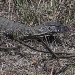 Varanus rosenbergi (Heath or Rosenberg's Monitor) at Bredbo, NSW - 31 Oct 2023 by AlisonMilton