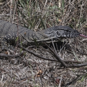 Varanus rosenbergi at Bredbo, NSW - 31 Oct 2023