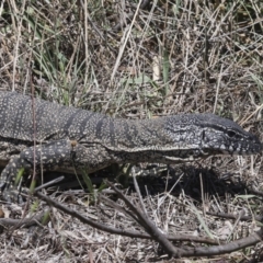 Varanus rosenbergi at Bredbo, NSW - 31 Oct 2023