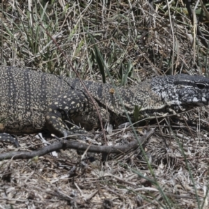 Varanus rosenbergi at Bredbo, NSW - 31 Oct 2023