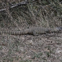 Varanus rosenbergi at Bredbo, NSW - 31 Oct 2023