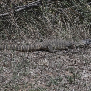 Varanus rosenbergi at Bredbo, NSW - 31 Oct 2023