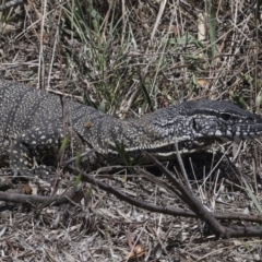 Varanus rosenbergi at Bredbo, NSW - 31 Oct 2023