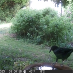 Corvus mellori (Little Raven) at Braidwood, NSW - 31 Oct 2023 by MatthewFrawley