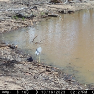 Egretta novaehollandiae at Fentons Creek, VIC - 16 Oct 2023
