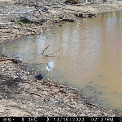 Egretta novaehollandiae (White-faced Heron) at Suttons Dam - 16 Oct 2023 by KL