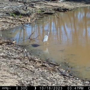Egretta novaehollandiae at Fentons Creek, VIC - 16 Oct 2023