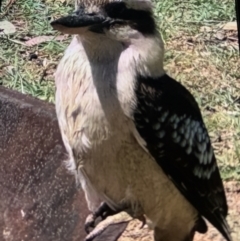 Dacelo novaeguineae (Laughing Kookaburra) at Cameron Park, NSW - 1 Nov 2023 by bigdook