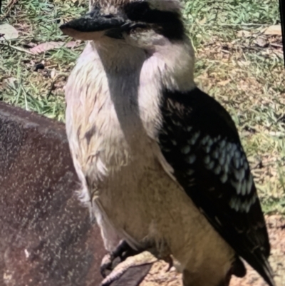 Dacelo novaeguineae (Laughing Kookaburra) at Cameron Park, NSW - 1 Nov 2023 by bigdook