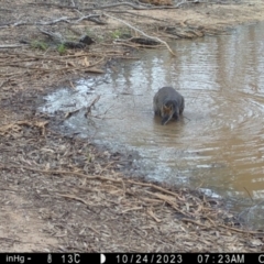 Wallabia bicolor (Swamp Wallaby) at Suttons Dam - 23 Oct 2023 by KL