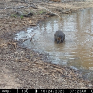 Wallabia bicolor at Fentons Creek, VIC - 24 Oct 2023