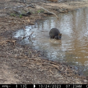 Wallabia bicolor at Fentons Creek, VIC - suppressed