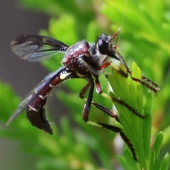 Daptolestes sp. (genus) at Beechworth, VIC - 29 Oct 2023 by KylieWaldon