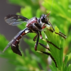 Unidentified Robber fly (Asilidae) at Beechworth, VIC - 28 Oct 2023 by KylieWaldon