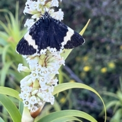 Eutrichopidia latinus (Yellow-banded Day-moth) at ANBG - 1 Nov 2023 by YellowButton