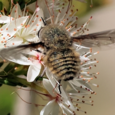 Unidentified Bee fly (Bombyliidae) at Beechworth, VIC - 28 Oct 2023 by KylieWaldon