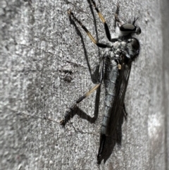 Cerdistus sp. (genus) (Yellow Slender Robber Fly) at Bruce Ridge to Gossan Hill - 1 Nov 2023 by Pirom