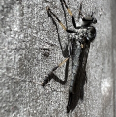 Cerdistus sp. (genus) (Slender Robber Fly) at Bruce, ACT - 1 Nov 2023 by Pirom