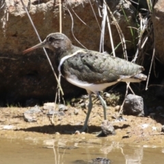 Rostratula australis (Australian Painted-snipe) at Molonglo Valley, ACT - 1 Nov 2023 by RodDeb