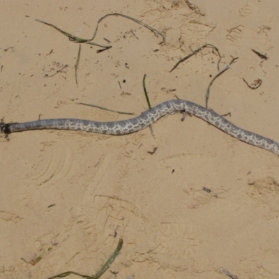 Unidentified Snake at Francois Peron National Park - 12 Nov 2009 by AndyRoo