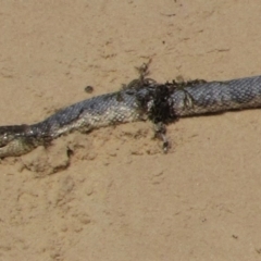 Unverified at suppressed - suppressed