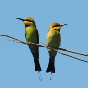 Merops ornatus at Stromlo, ACT - 1 Nov 2023