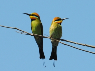 Merops ornatus (Rainbow Bee-eater) at Stromlo, ACT - 1 Nov 2023 by Harrisi