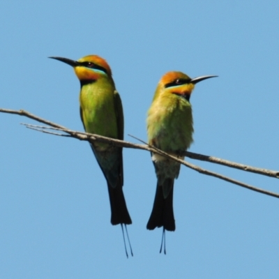 Merops ornatus (Rainbow Bee-eater) at Stromlo, ACT - 1 Nov 2023 by Harrisi