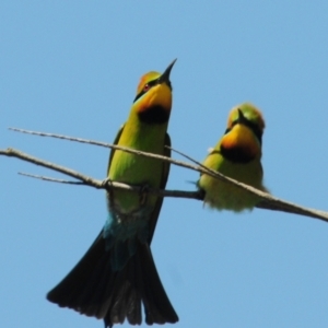 Merops ornatus at Stromlo, ACT - 1 Nov 2023