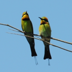 Merops ornatus at Stromlo, ACT - 1 Nov 2023