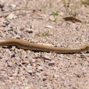 Pseudonaja textilis at Cavan, NSW - 30 Sep 2023